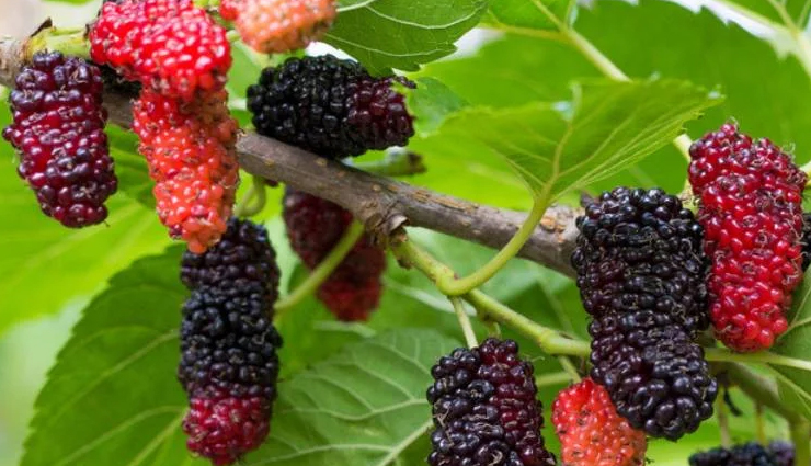 benefits of shahtoot,amazing mulberry benefits,health benefits of mulberries,shahtoot nutrition,mulberries advantages,mulberry health perks,shahtoot superfood,mulberries for well-being,shahtoot berry benefits,mulberry nutritional value,immune-boosting shahtoot,mulberries and heart health,shahtoot skin benefits,weight management with mulberries,digestive health and shahtoot,mulberries for hair growth,shahtoot and anti-aging,mulberries for diabetes management,bone health and shahtoot,mulberries as antioxidants