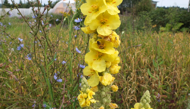 common cold,cold remedies,cold is a virus,home remedies to treat cold,runny nose,cough,nasal congestion,sore throat,sneezing,watery eyes,mild headache,mild fatigue,body aches,and fever,heath,Health tips