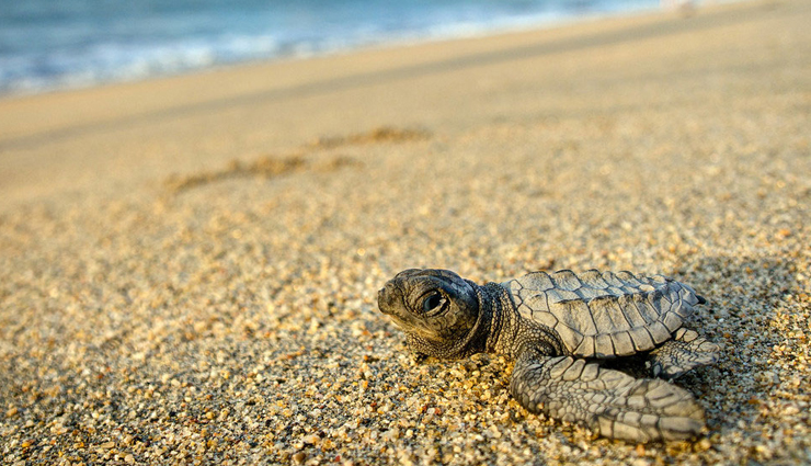 offbeat destinations,offbeat destinations from mumbai,places to visit near mumbai,mumbai,kolad,jawhar,karjat,manori,bhandardara,velas,anjarle–harnai,saputara,aurangabad,kamshet