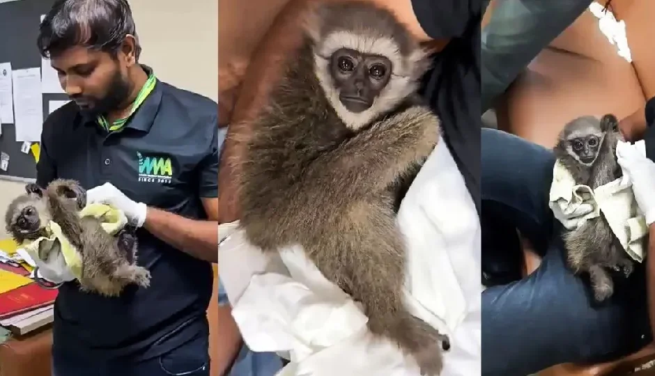 मुंबई एयरपोर्ट पर विदेशी पर्यटक के बैग से बरामद हुए दुर्लभ सिलवरी गिबन, कस्टम विभाग सन्न