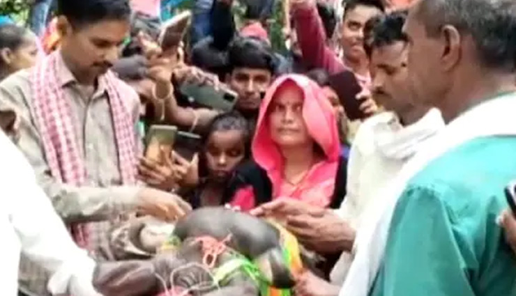 UP News: किसान ने ढोल नगाड़ों के साथ कराया भैंस के बच्चे का मुंडन, करीब 300 लोगों ने किया भोजन