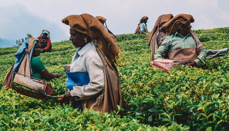 munnar,things to do in munnar,places in munnar