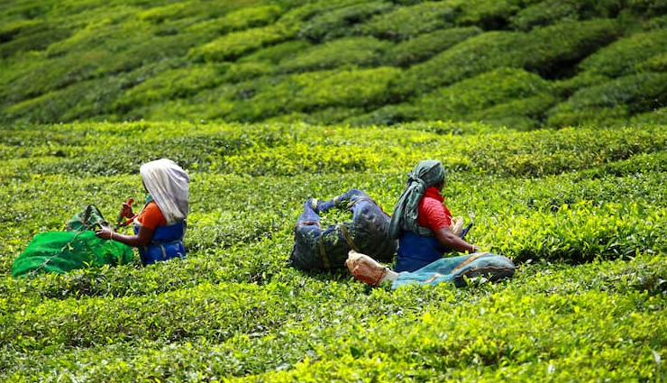beautiful places in munnar,best places to visit in munnar,munnar tourist attractions,must-visit places in munnar,scenic spots in munnar,munnar travel guide,top sightseeing in munnar,munnar nature spots,picturesque places in munnar,munnar hill station attractions
