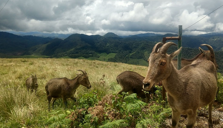 places to explore in munnar,munnar,mattupetty dam,echo point,atukkad waterfalls,top station,pothamedu viewpoint,trekking,meesapulimala,pallivasal tea garden,kuthumkal waterfalls,eravikulam national park