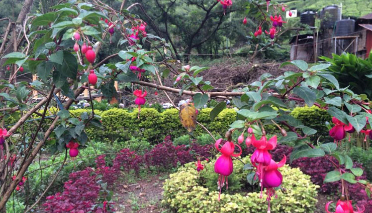 munnar,places to visit in munnar,attukal waterfalls,blossom park,top station,pothamedu view point,tata tea museum,kundala lake,mattupetty dam