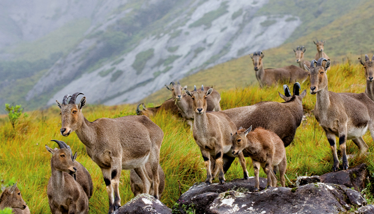 beautiful places in munnar,best places to visit in munnar,munnar tourist attractions,must-visit places in munnar,scenic spots in munnar,munnar travel guide,top sightseeing in munnar,munnar nature spots,picturesque places in munnar,munnar hill station attractions