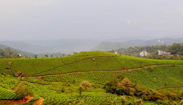 places to explore in munnar,munnar,mattupetty dam,echo point,atukkad waterfalls,top station,pothamedu viewpoint,trekking,meesapulimala,pallivasal tea garden,kuthumkal waterfalls,eravikulam national park