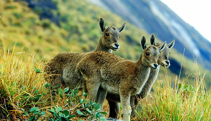 munnar,things to do in munnar,places in munnar