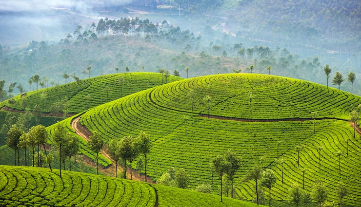 places to explore in munnar,munnar,mattupetty dam,echo point,atukkad waterfalls,top station,pothamedu viewpoint,trekking,meesapulimala,pallivasal tea garden,kuthumkal waterfalls,eravikulam national park