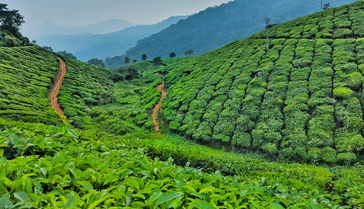 munnar holiday destination,best holiday destination in kerala,top romantic getaway in india,munnar travel guide,munnar tourism,visit munnar,munnar scenic beauty,natural beauty of munnar,munnar hill views,munnar landscapes,lush greenery in munnar,munnar valleys and mountains,munnar tea plantations,tea gardens in munnar,munnar tata tea museum,exploring tea estates in munnar,munnar tea tours,adventure sports in munnar,trekking in munnar,munnar rock climbing,parasailing in munnar,wildlife spotting in munnar,bird watching in munnar,fishing in munnar,camping in munnar,photography spots in munnar