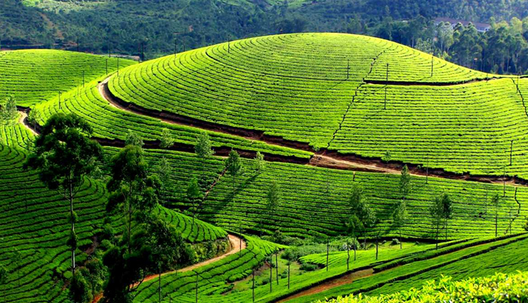 tea gardens of india,tea gardens,india tea gardens,darjeeling,assam,munnar,nilgiri tea plantations,tamil nadu,darang tea estate,himachal pradesh,kelagur tea estate,karnataka,travel,travel guide,travel tips,holidays