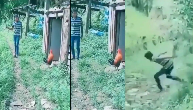 मुर्गे को डंडा दिखाना पड़ा इस लड़के को भारी, खुद की जान के पड़े लाले; देंखे ये वायरल वीडियो