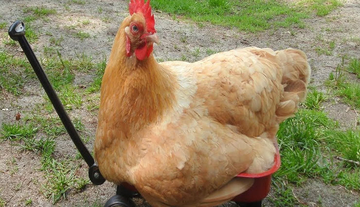 करोड़ों की मालकिन है यह मुर्गी, सुरक्षा के लिए है सिक्यूरिटी गार्ड 