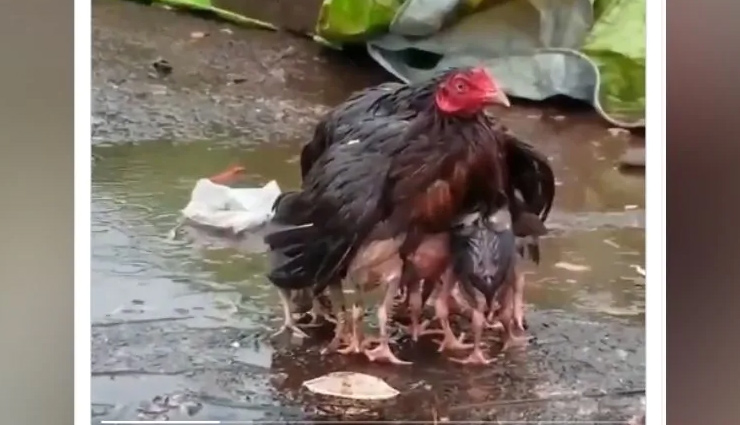 'जानवर हो या इंसान, मां तो बस मां होती है', देखे वीडियो