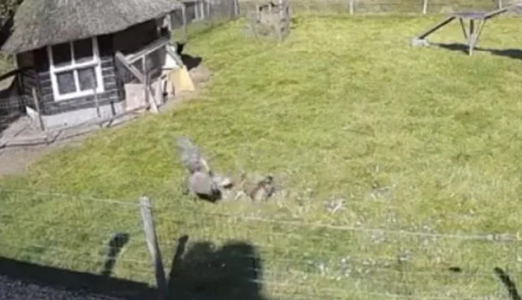 बकरी और मुर्गे ने मिलकर बाज से ऐसे बचाई मुर्गी की जान, देखें तीनों का Fight वीडियो