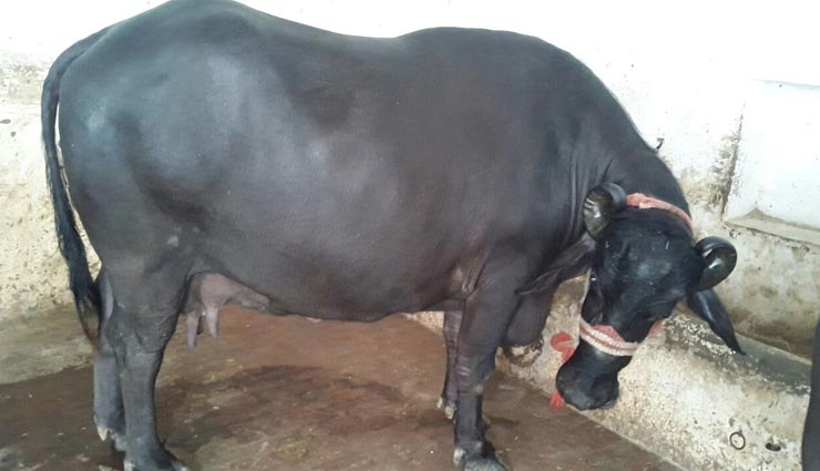 इस भैंस ने किया पूरे देश का नाम रोशन, बनाया विश्व रिकॉर्ड