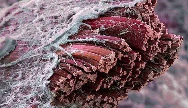 microscopic pictures,the amazing world through microscope