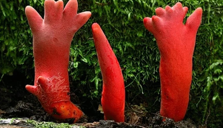 खाना तो दूर इस मशरूम को छूना मतलब मौत को दावत देना, हो सकती है गंभीर बीमारियां