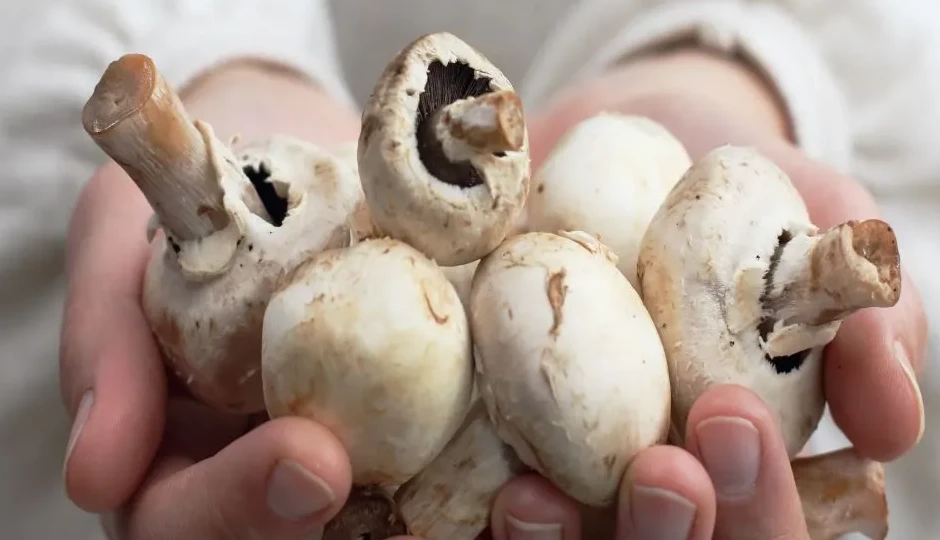 बारिश में मशरूम खाने से पहले जरूर जान लें ये जरूरी बातें, वरना हो सकता है भारी नुकसान!