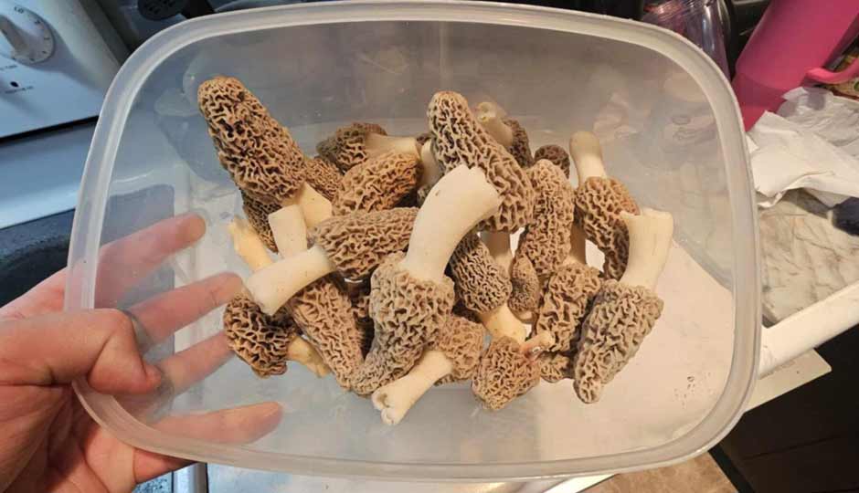 10 Amazing Health Benefits Of Morel Mushrooms