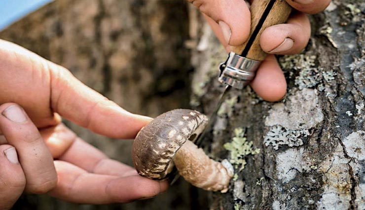 युवक की नसों में मशरूम का रस पहुंचते ही हुआ कुछ ऐसा जो कर देगा हैरान 