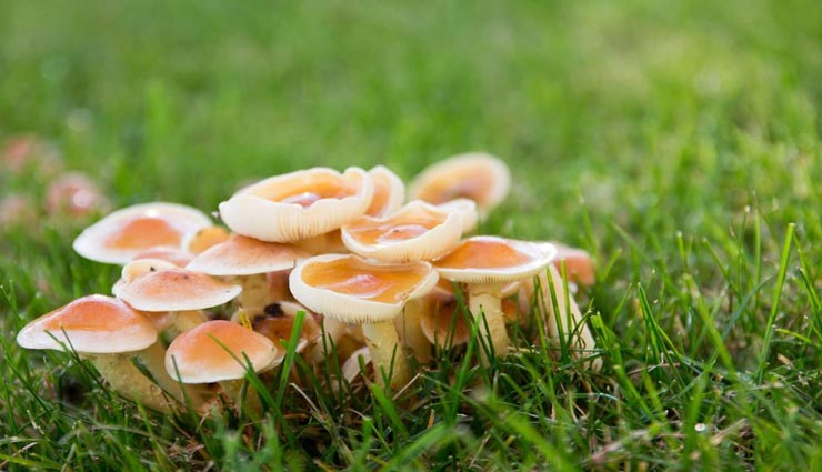 युवक की नसों में मशरूम का रस पहुंचते ही हुआ कुछ ऐसा जो कर देगा हैरान weird news,weird incident,mushroom injection