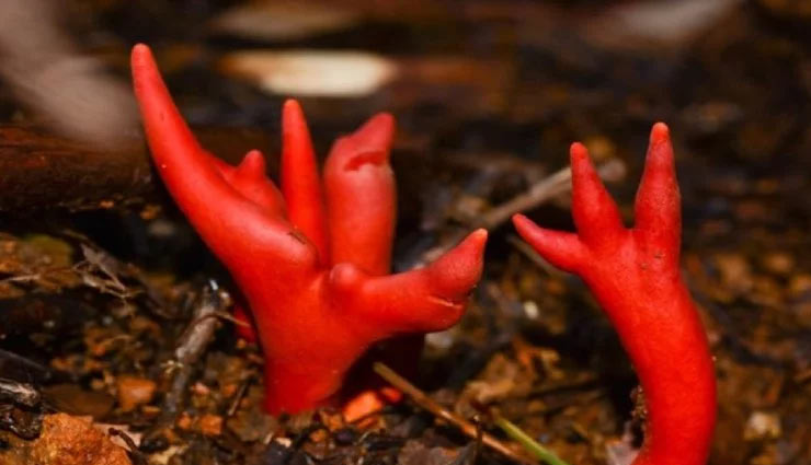 mysterious deadly fungus,australia,deadly mushrooms,dangerous mushroom,queensland,podostroma cornu-damae,mushroom,weird news in hindi ,मशरूम,जहरीला मशरूम