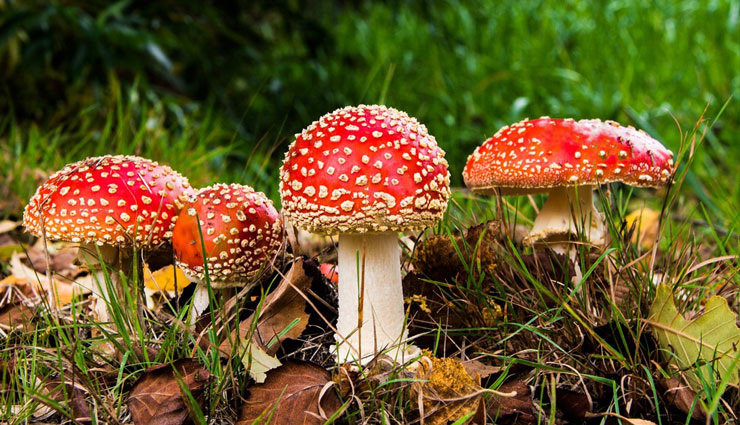 mushrooms,mushrooms speak,study