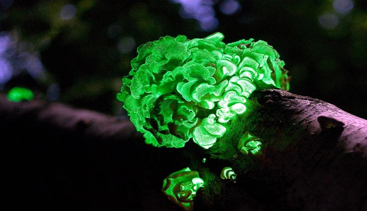 weird news,weird information,weird mushrooms,bio luminescent mushrooms,mushrooms in goa