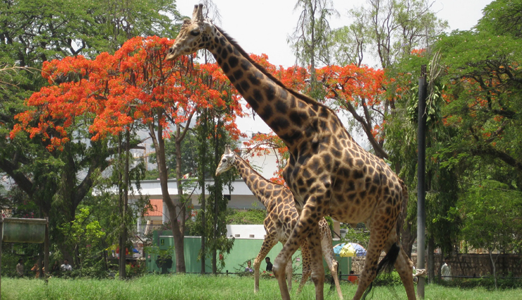 largest zoos of india,holidays,travel,tourism