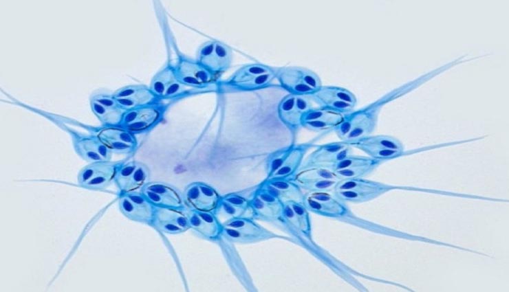 आखिर बिना सांस लिए धरती पर कैसे जिंदा है यह रहस्यमय जीव
