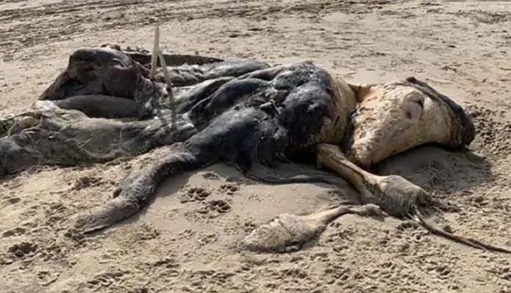 अजीब बनावट वाला रहस्यमय जीव, लाश देखकर लोगों में फैला डर
