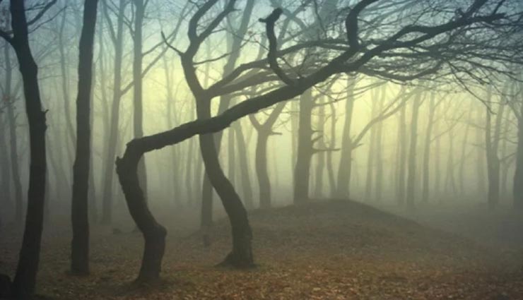 weird news,weird forest,haunted forest,mysterious forest hoia baciu,the bermuda triangle of romania