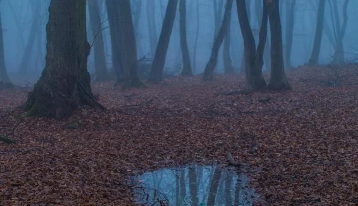weird news,weird place,mysterious forest,hoia baciu transylvania