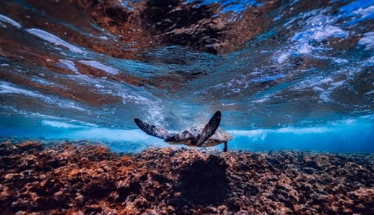 weird news,weird place,earths hidden continent,zealandia mystery