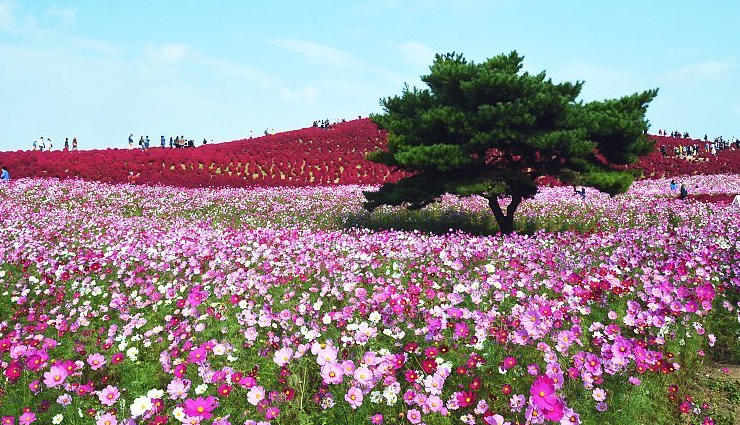 mysterious places,beautiful places on earth,mysterious places on earth,tulip fields,netherlands,tunnel of love,ukraine,salar de uyuni,bolivia,hitachi seaside park,japan,slope point,new zealand,tianzi mountains,china,emerald ice,russia,giants causeway,northern ireland,glowing beach,maldives