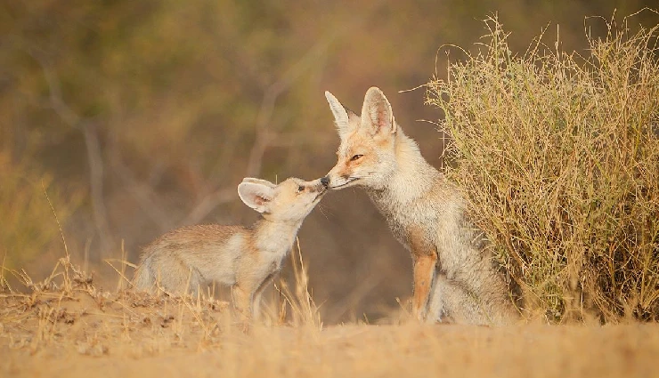 jaisalmer tourist attractions,golden city rajasthan,jaisalmer fort sonar quila,sam sand dunes jaisalmer,best places to visit in jaisalmer,jaisalmer history and culture,thar desert tourism,jaisalmer havelis,rajasthan desert safari,jaisalmer sightseeing places