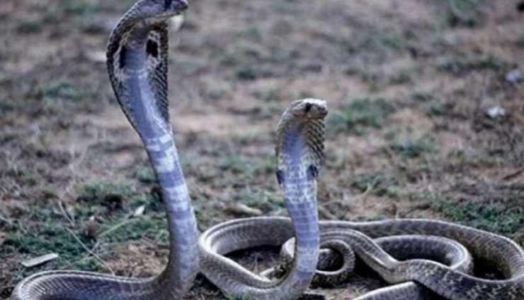 astrology tips,astrology tips in hindi,sawan,sawan special,sawan 2020,lord shiva,nag panchami 2020