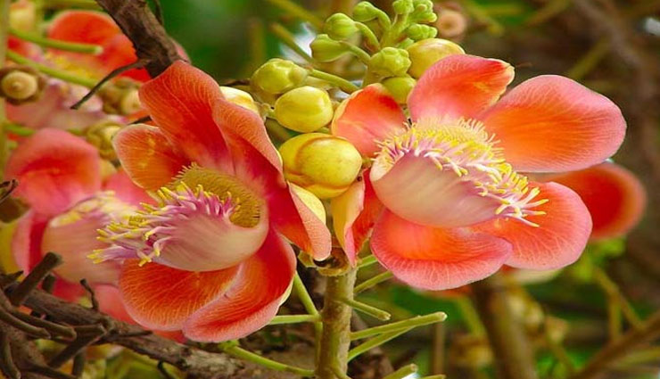 astrology tips,diwali special,good things for home. things bring best