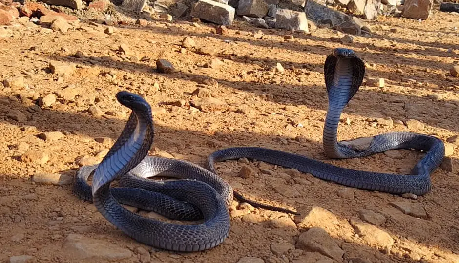 बुलडोजर से खुदाई में घायल हुआ कोबरा नाग, भड़की नागिन, थमा निर्माण कार्य, 3 घंटे तक मचा हड़कंप