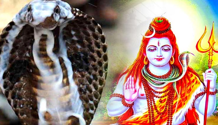 Nag Panchami 2019 : आखिर क्यों की जाती है साँपों की पूजा, जुड़ा है व्यक्ति का सौभाग्य
