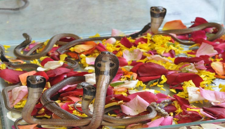 Nag Panchami 2019: पाना चाहते हैं जीवन के सभी संकटों से मुक्ति, नागपंचमी के दिन करें ये उपाय