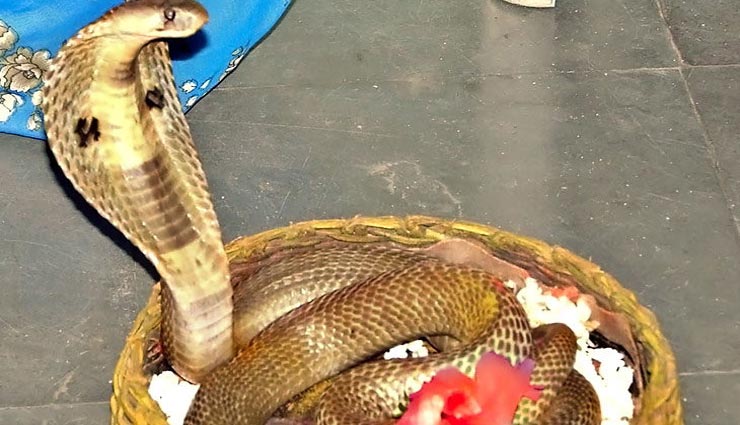 नागभय से मुक्ति दिलाता है नागपंचमी का यह उपाय 
