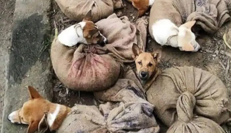 नागालैंड में कुत्ते के मांस की बिक्री और खाने पर बैन