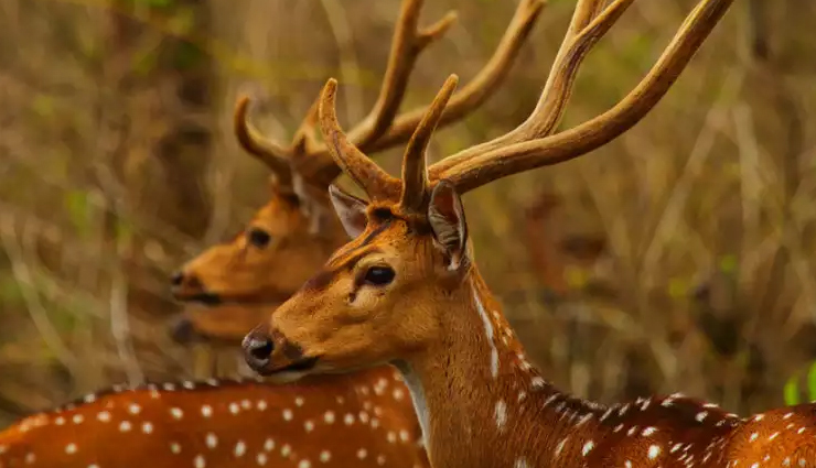 national parks of the country to see extinct animals,holidays,travel,tourism