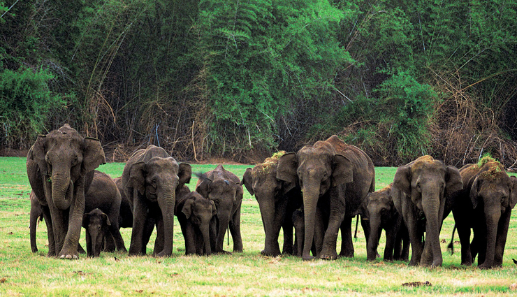 nagarhole national park guide,nagarhole national park safari,best time to visit nagarhole,wildlife in nagarhole,nagarhole national park karnataka,nagarhole tiger reserve,things to do in nagarhole,nagarhole safari booking,nagarhole travel tips,how to reach nagarhole national park