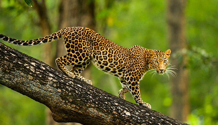 nagarhole national park guide,nagarhole national park safari,best time to visit nagarhole,wildlife in nagarhole,nagarhole national park karnataka,nagarhole tiger reserve,things to do in nagarhole,nagarhole safari booking,nagarhole travel tips,how to reach nagarhole national park