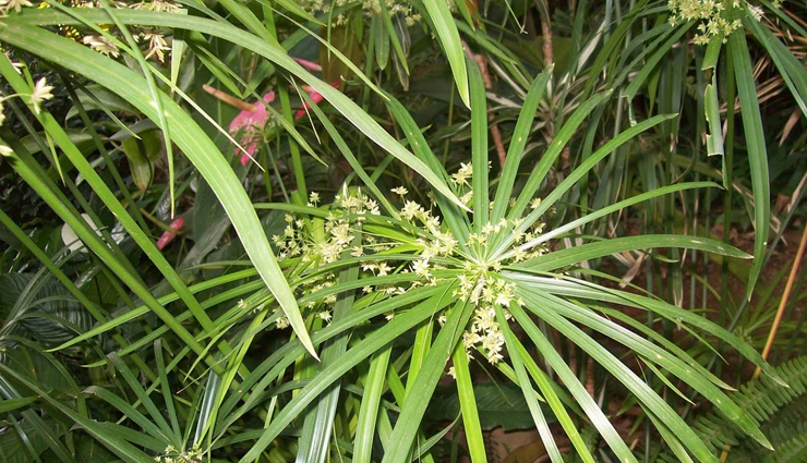 6 Benefits of Nagarmotha For Skin