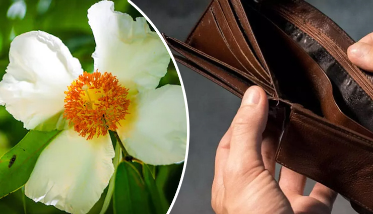 दिवाली पर आर्थिक तंगी होगी दूर, जब नागकेसर के फूल से करेंगे ये उपाय