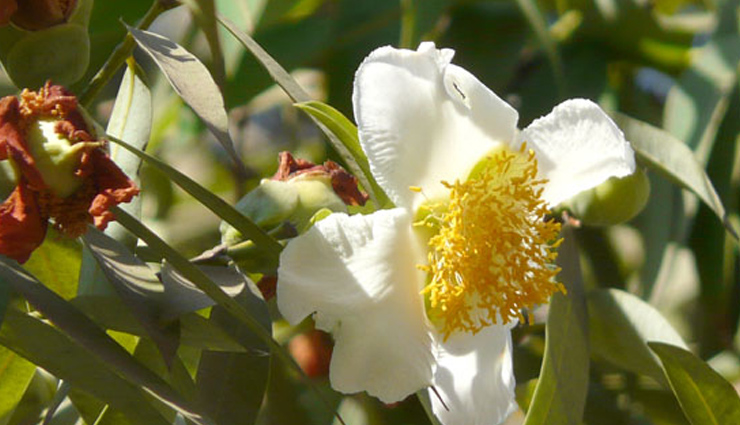 nagkesar,nagkesar phool ke totke,diwali totke hindi me,diwali 2022